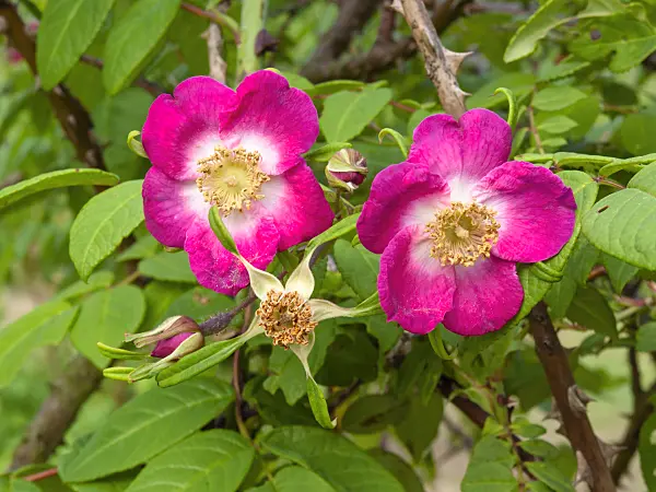 402014 - Rose (Rosa sertata)