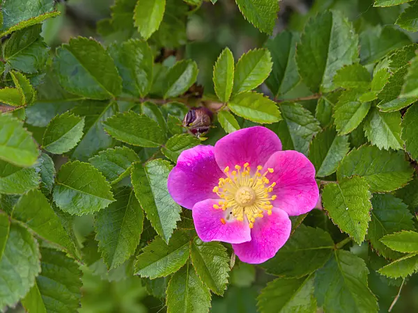 438199 - Rose (Rosa sicula)