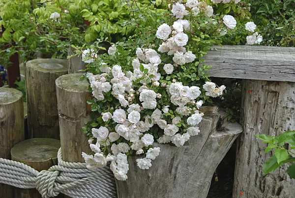 471458 - Rose (Rosa Snow Ballet)