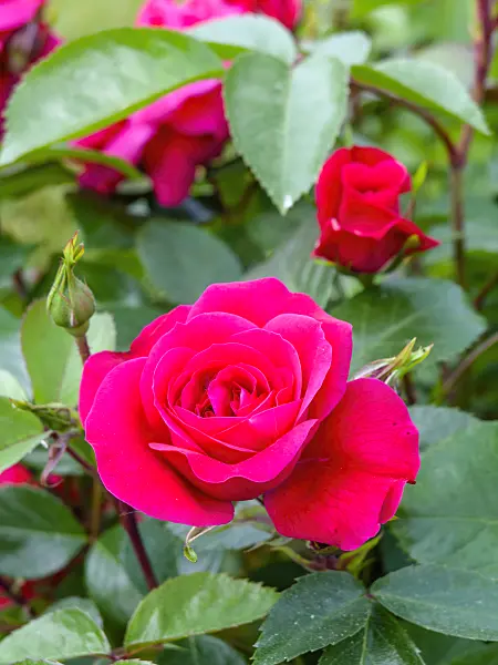 461001 - Rose (Rosa Sonia Meilove)