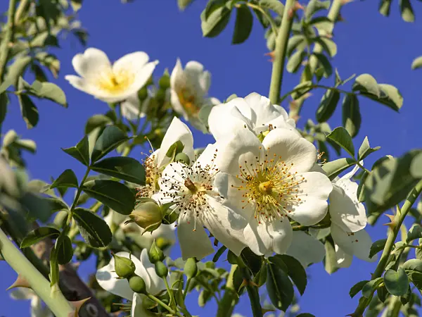 438309 - Rose (Rosa soulieana)