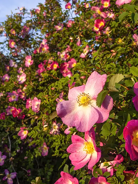 425063 - Rose (Rosa spec.)