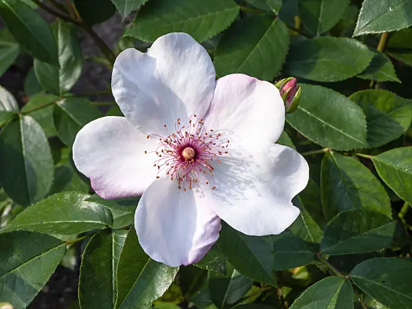 461002 - Rose (Rosa Sweet Pretty)