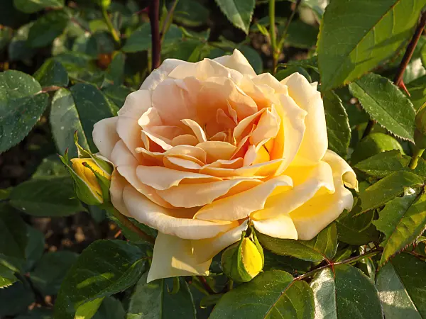 461025 - Rose (Rosa Tendence)