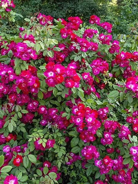 461064 - Rose (Rosa Till Uhlenspiegel)