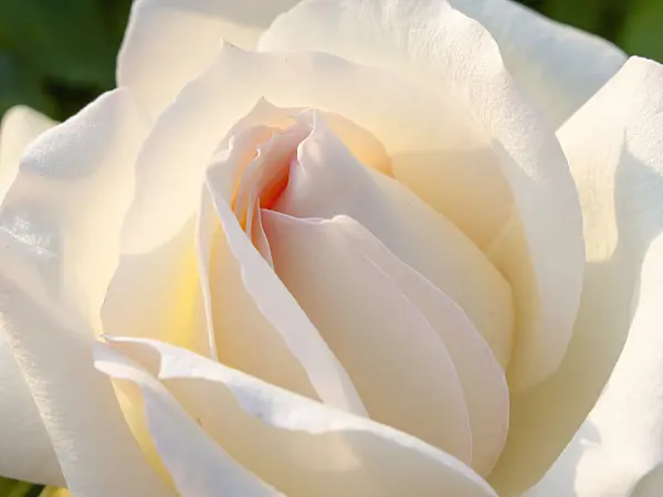 438250 - Rose (Rosa Tschaikowsky)