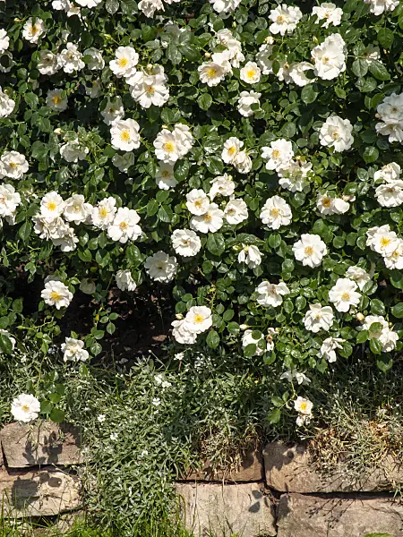 461048 - Rose (Rosa Una)