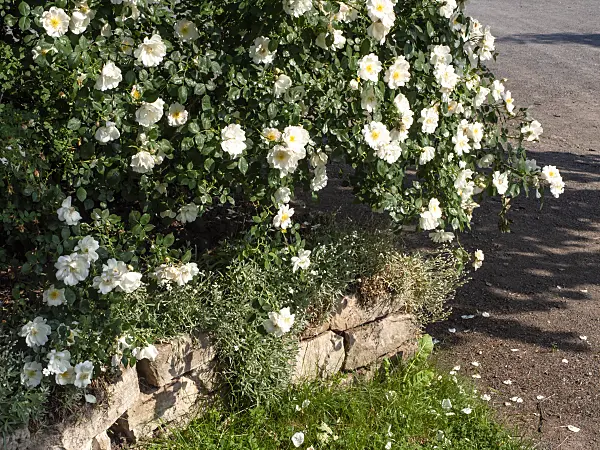 461049 - Rose (Rosa Una)
