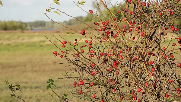 513034 - Rose (Rosa) with rose hips