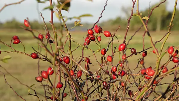 513035 - Rose (Rosa) with rose hips