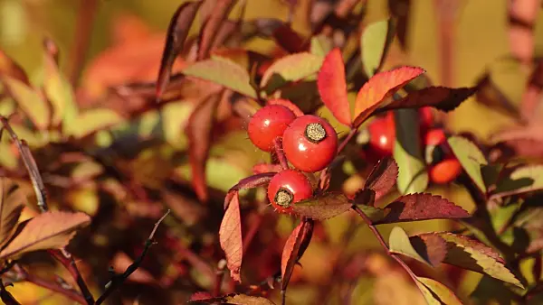 514018 - Rose (Rosa) with rose hips