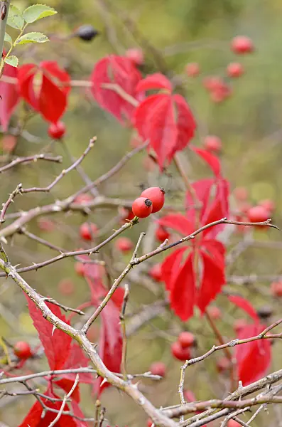 524203 - Rose (Rosa) with rose hips