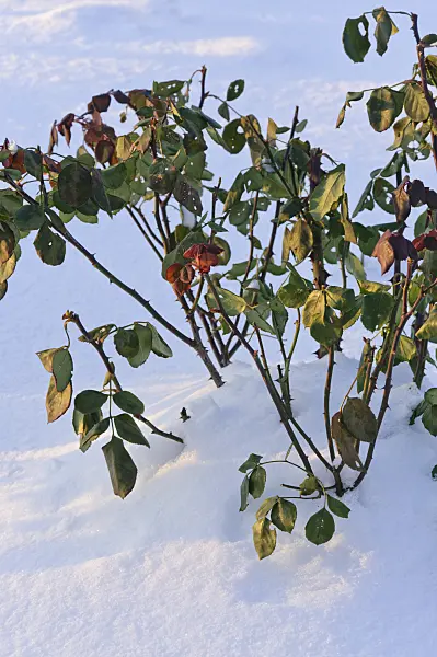 491011 - Rose (Rosa) with winter protection