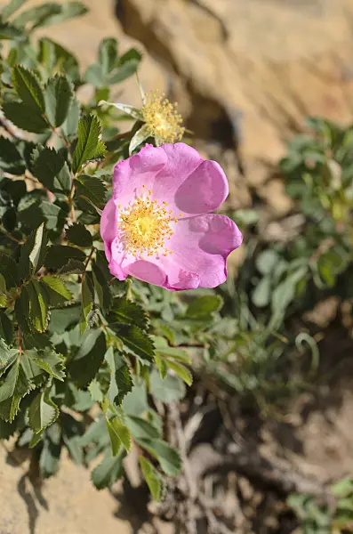 508383 - Rose (Rosa woodsii)