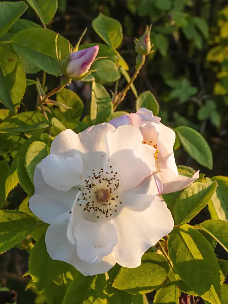 414027 - Rose (Rosa x dupontii)
