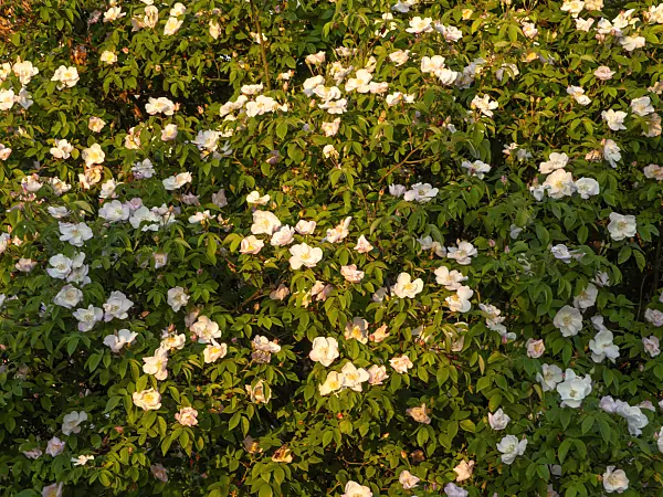 438231 - Rose (Rosa x dupontii)