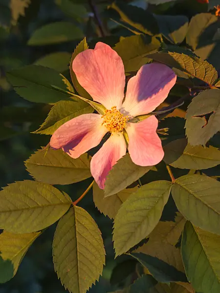401281 - Rose (Rosa x rubrosa 'Carmenetta')
