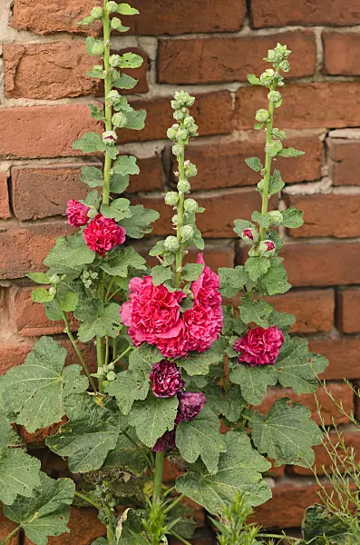 534225 - Rose trémière (Alcea)