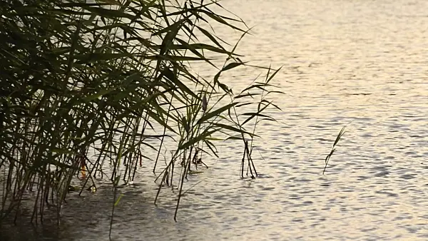 499116 - Roseau commun (Phragmites australis)