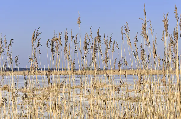 529015 - Roseau commun (Phragmites australis)