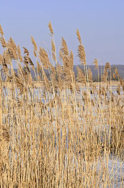 529017 - Roseau commun (Phragmites australis)