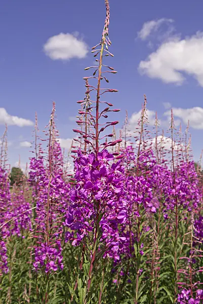 545182 - Rosebay willow herb (Epilobium angustifolium)