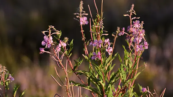 511351 - Rosebay willow herb (Epilobium angustifolium) and bee (Apis)