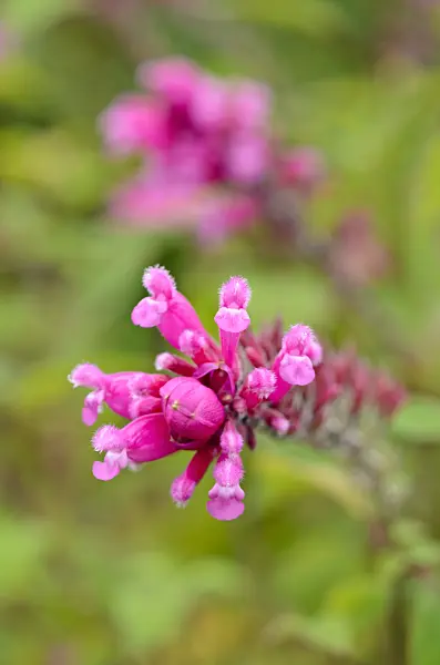 525174 - Roseleaf sage (Salvia involucrata)