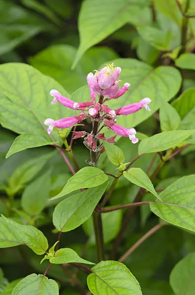 534380 - Roseleaf sage (Salvia involucrata)