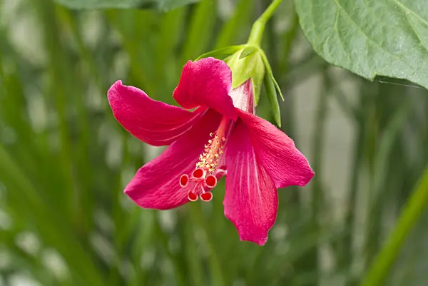 608101 - Rosemallow (Hibiscus boryanus)