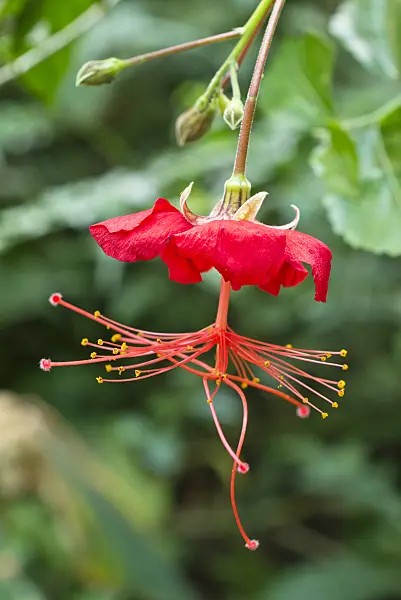 556091 - Rosemallow (Hibiscus grandidieri var.greveanus)