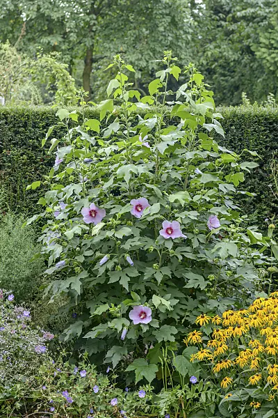 558112 - Rosemallow (Hibiscus Resi)