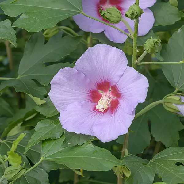 558113 - Rosemallow (Hibiscus Resi)