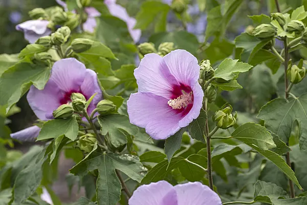 607062 - Rosemallow (Hibiscus Resi)