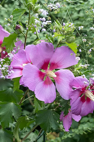 664179 - Rosemallow (Hibiscus Resi)
