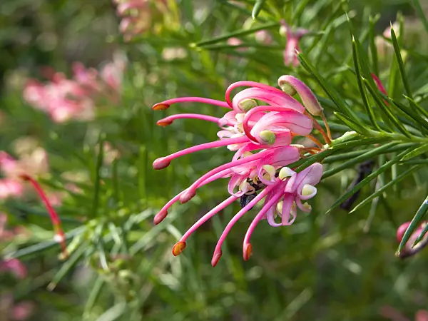458002 - Rosemary grevillea (Grevillea rosmarinifolia)