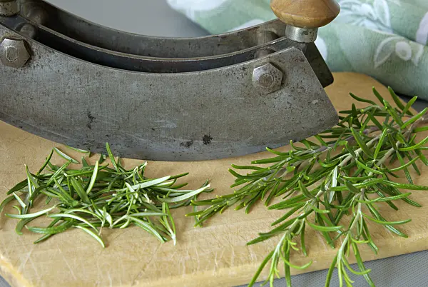 460012 - Rosemary (Rosmarinus officinalis)