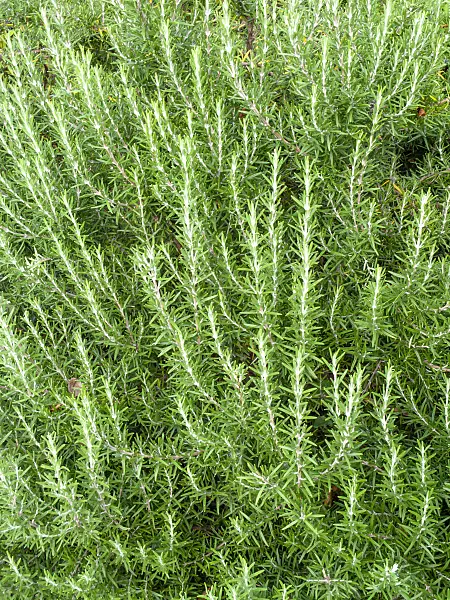 463064 - Rosemary (Rosmarinus officinalis)