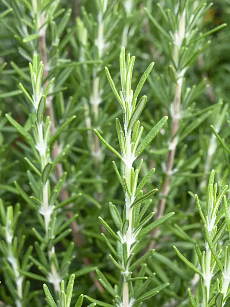 463065 - Rosemary (Rosmarinus officinalis)