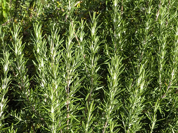 463066 - Rosemary (Rosmarinus officinalis)