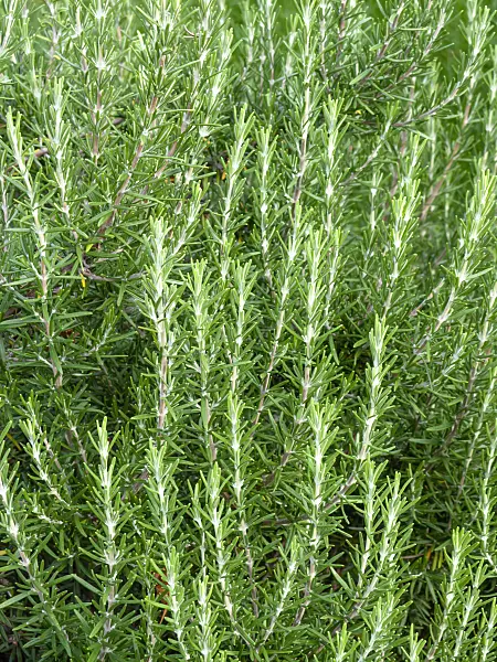 463067 - Rosemary (Rosmarinus officinalis)