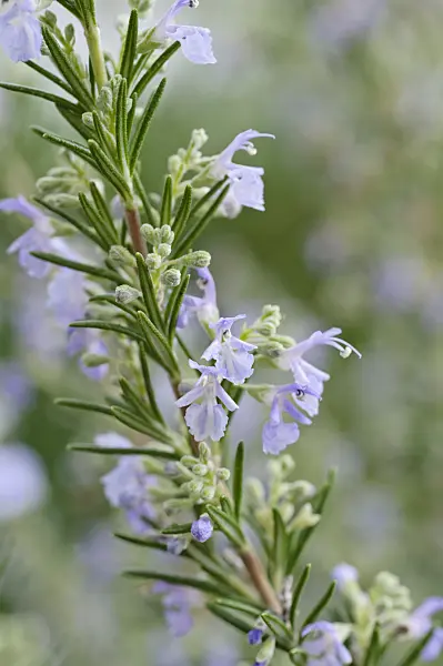 469007 - Rosemary (Rosmarinus officinalis)