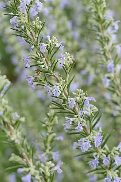 469008 - Rosemary (Rosmarinus officinalis)