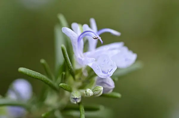492022 - Rosemary (Rosmarinus officinalis)