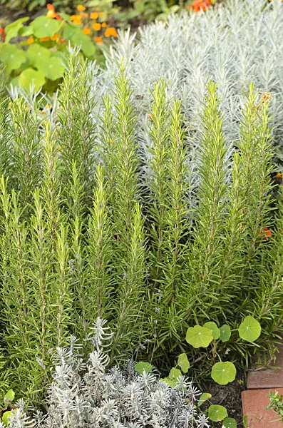 525158 - Rosemary (Rosmarinus officinalis)