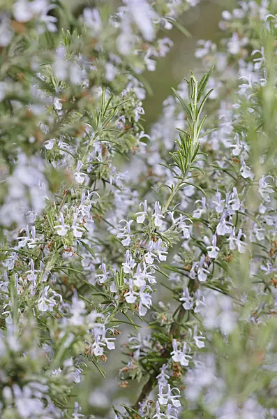 531122 - Rosemary (Rosmarinus officinalis)