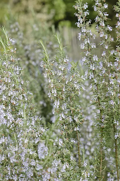 531123 - Rosemary (Rosmarinus officinalis)