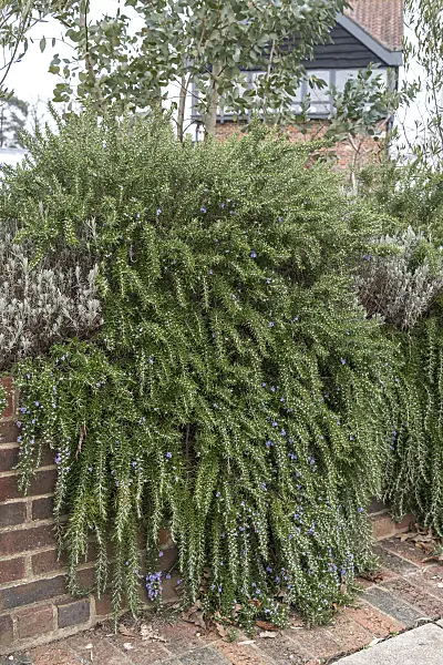 625352 - Rosemary (Rosmarinus officinalis 'Foxtail')
