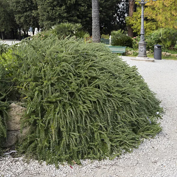 625354 - Rosemary (Rosmarinus officinalis 'Prostratus')