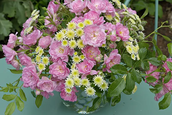 452145 - Rosen (Rosa The Fairy) und Mutterkraut (Tanacetum parthenium)